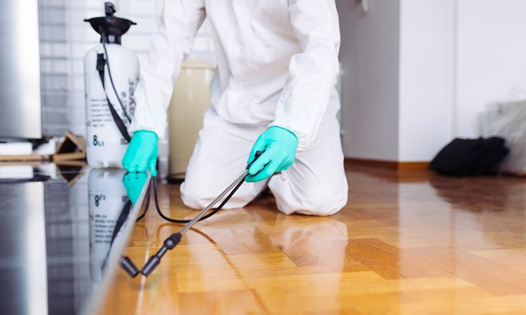 مكافحة الحشرات